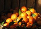 阳光打在满满一车橘子上