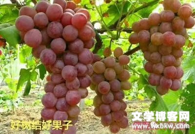 苏州芙蓉博客读者初信栽培班