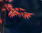 往事深秋