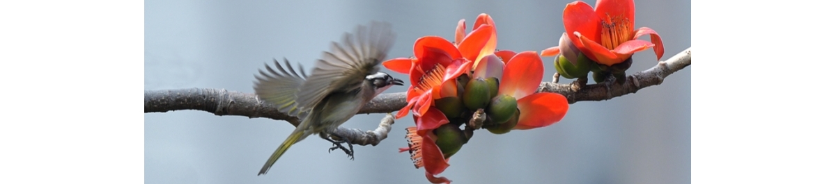 木棉记忆（外九首）